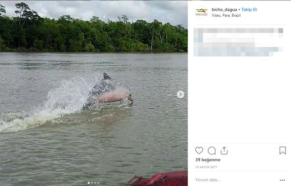 Son Dakika: Dünya bu haber ile çalkalanıyor: Ormanda bulundu...Herkes merak içinde!