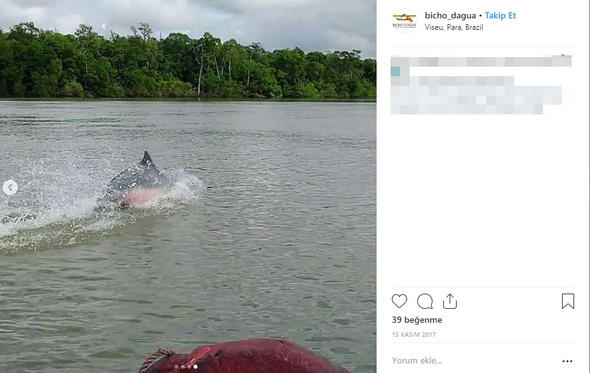 Son Dakika: Dünya bu haber ile çalkalanıyor: Ormanda bulundu...Herkes merak içinde!