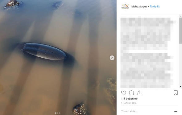 Son Dakika: Dünya bu haber ile çalkalanıyor: Ormanda bulundu...Herkes merak içinde!