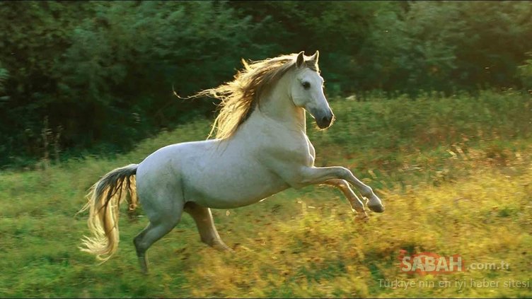 İkiz kuleler saldırısını bilmişti! Kendi ölümünü bilen adamdan çok konuşulacak kehanet...