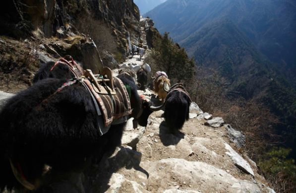 Korkunç görüntü ortaya çıktı! 300’ü birden öldü