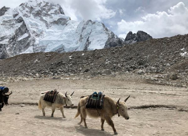 Korkunç görüntü ortaya çıktı! 300’ü birden öldü