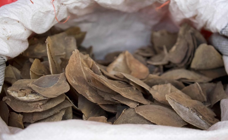 Singapur’da kaçak fil dişi ve pangolin pulu ele geçirildi! 50 milyon dolar değerinde...