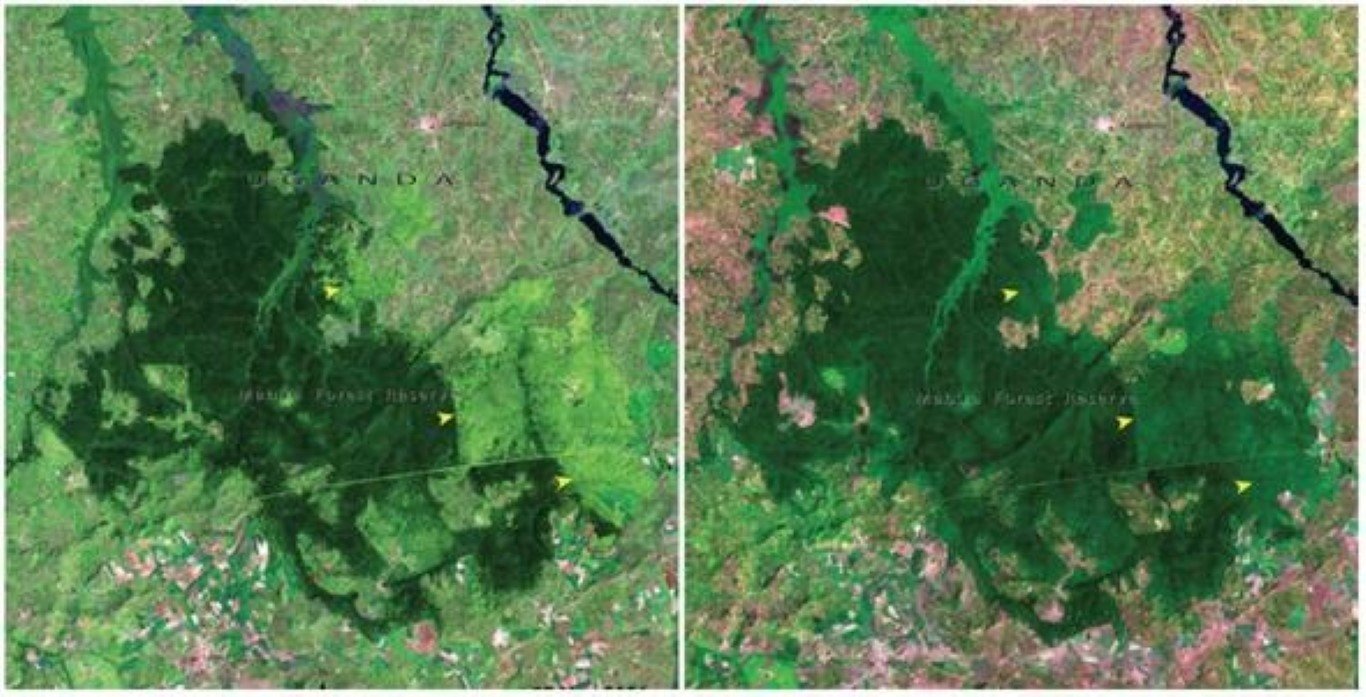 Вырубка лесов до и после