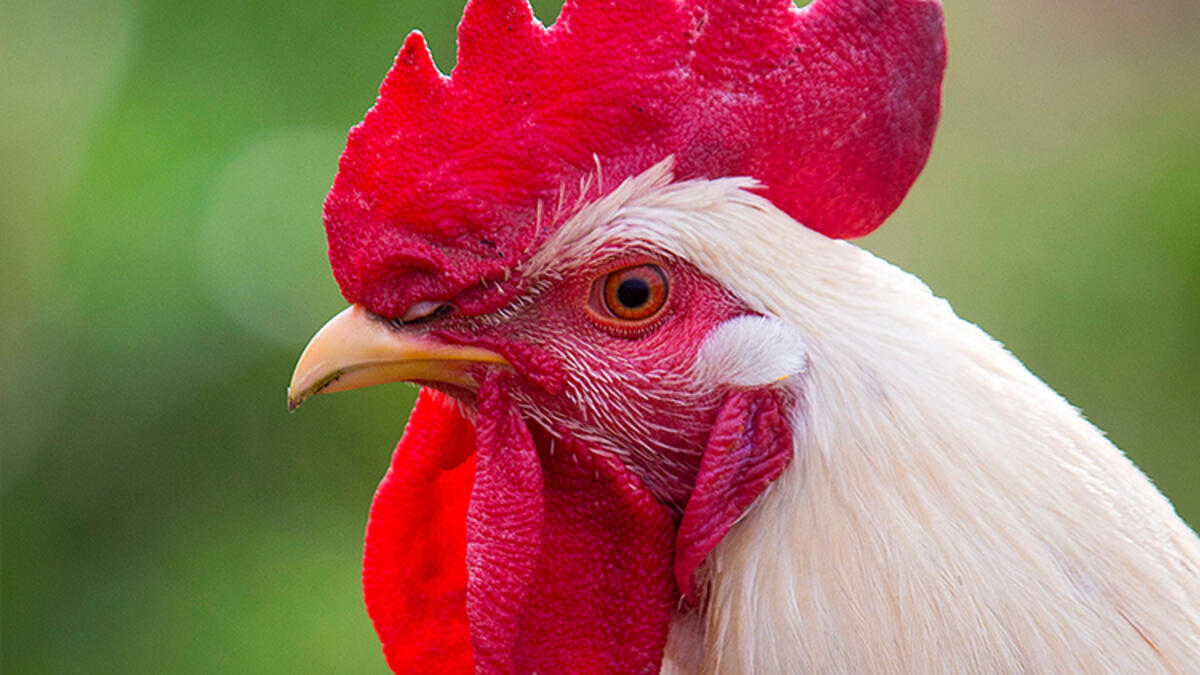 Böylesi ne görüldü ne duyuldu! Horoz, yaşlı kadını öldürdü! İşte detaylar