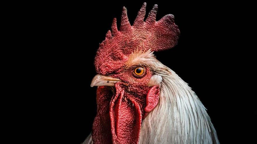 Böylesi ne görüldü ne duyuldu! Horoz, yaşlı kadını öldürdü! İşte detaylar