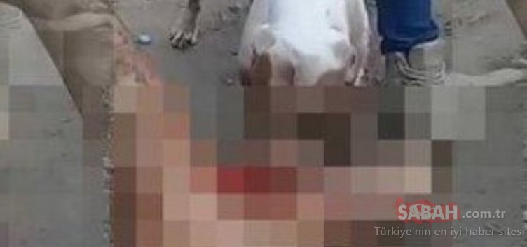 Son dakika haberi! Tecavüzcüye verdikleri ceza tüm düyada konuşuluyor! Pitbull köpeği aldılar ve...