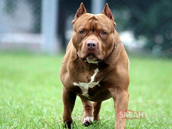 Son dakika haberi! Tecavüzcüye verdikleri ceza tüm düyada konuşuluyor! Pitbull köpeği aldılar ve...