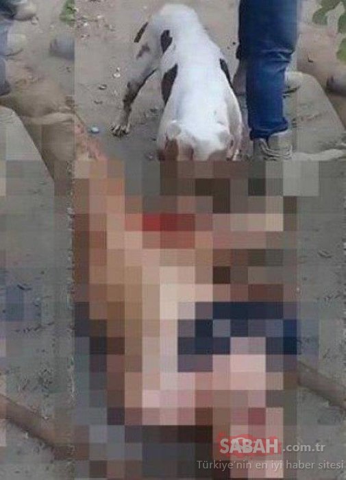 Son dakika haberi! Tecavüzcüye verdikleri ceza tüm düyada konuşuluyor! Pitbull köpeği aldılar ve...