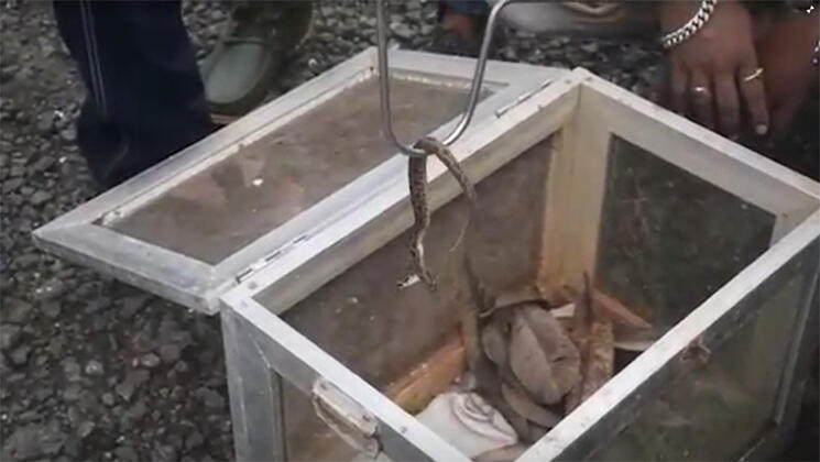 Dünyayı şoke etti! Çift başlı yılan ortaya çıktı… Sosyal medyada son dakika olarak paylaşıldı