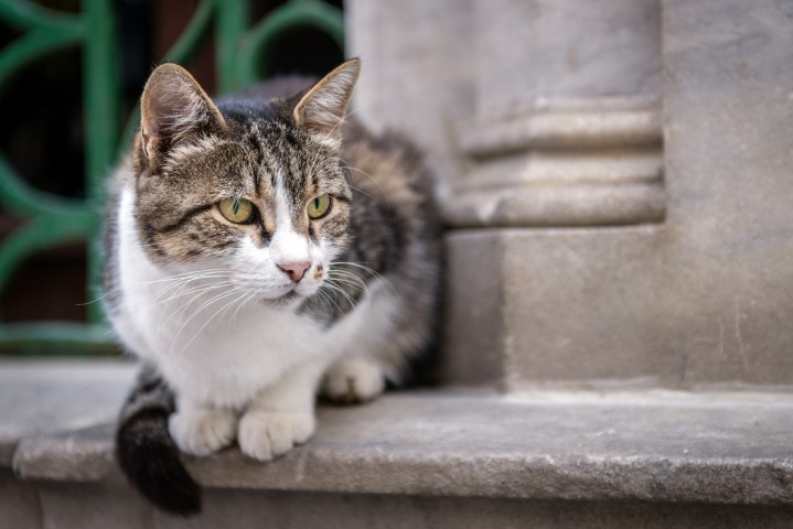 Kedisi tarafından tırmalandı! Hayatı kabusa döndü