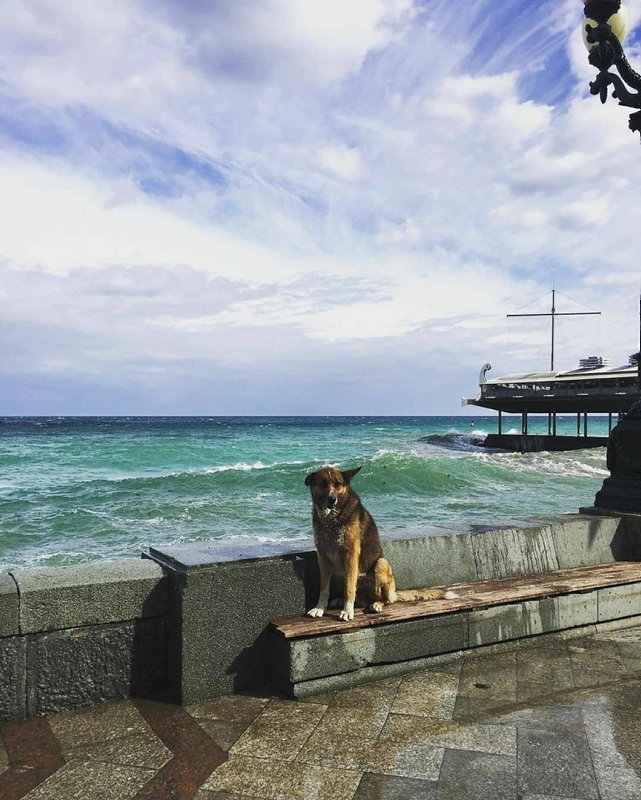 Ölen sahibinin dönmesini 9 yıl bekleyen köpek: Kırım’ın Haçiko’su