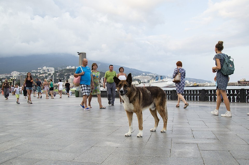 Ölen sahibinin dönmesini 9 yıl bekleyen köpek: Kırım’ın Haçiko’su