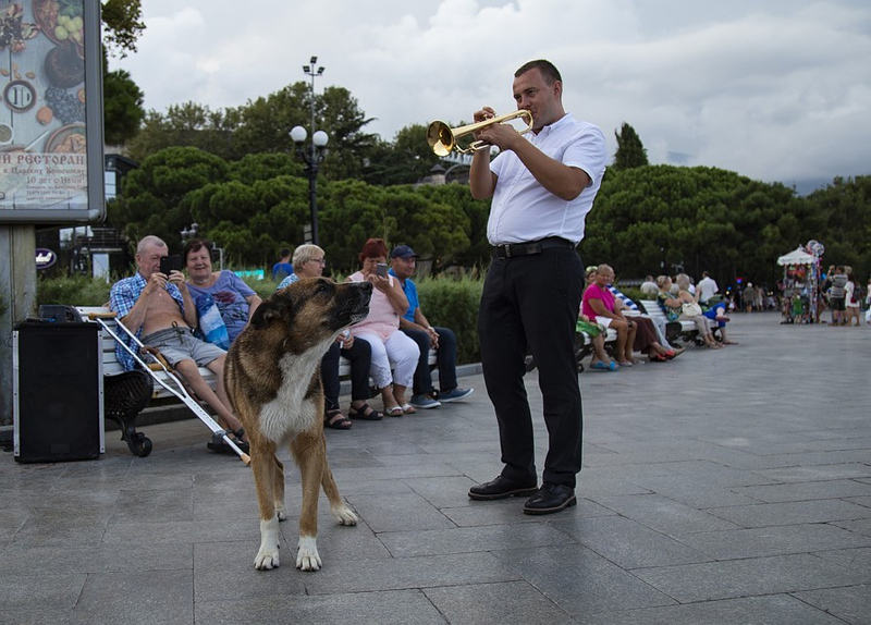 Ölen sahibinin dönmesini 9 yıl bekleyen köpek: Kırım’ın Haçiko’su