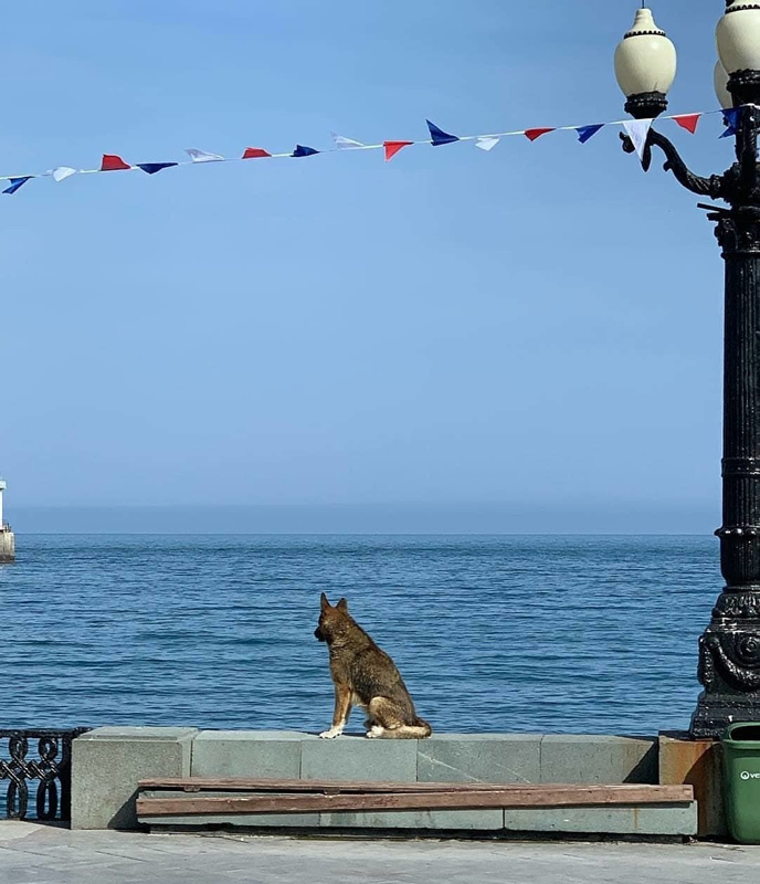 Ölen sahibinin dönmesini 9 yıl bekleyen köpek: Kırım’ın Haçiko’su