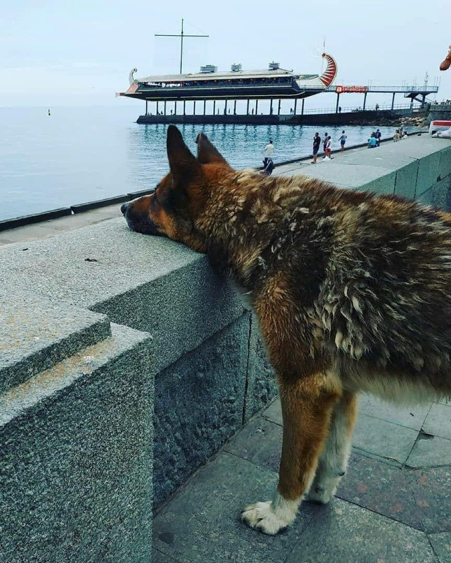 Ölen sahibinin dönmesini 9 yıl bekleyen köpek: Kırım’ın Haçiko’su