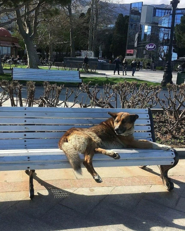 Ölen sahibinin dönmesini 9 yıl bekleyen köpek: Kırım’ın Haçiko’su