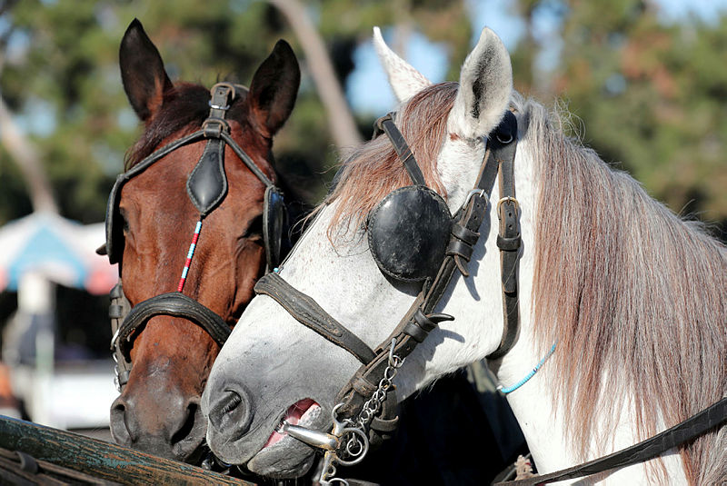 Ruam hastalığı nedir, belirtileri nelerdir? Ruam hastalığından korunmak için ne yapmak gerekiyor?