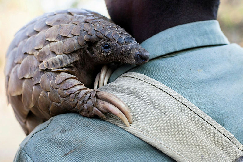 Pangolin nasıl bir hayvan? Nerede, hangi bölgelerde yaşar? Koronavirüs pangolin hayvanından mı bulaştı?