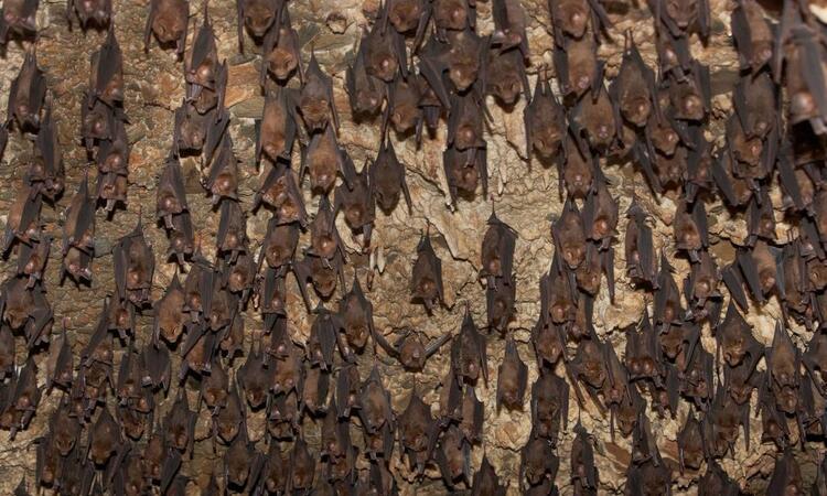 Son dakika haberleri: Koronavirüs salgınında dünya gündemine oturan flaş açıklama! Virüs tespit edilen sıfır numaralı hasta...