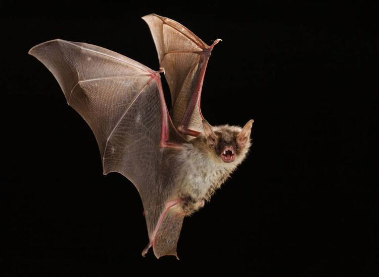Son dakika haberleri: Koronavirüs salgınında dünya gündemine oturan flaş açıklama! Virüs tespit edilen sıfır numaralı hasta...