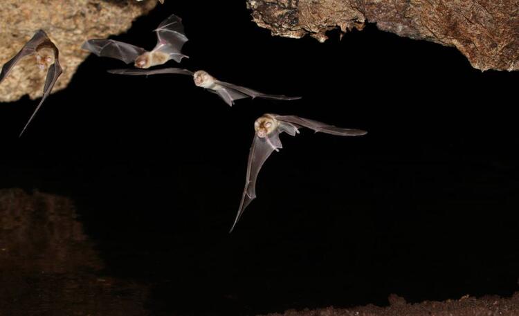 Son dakika haberleri: Koronavirüs salgınında dünya gündemine oturan flaş açıklama! Virüs tespit edilen sıfır numaralı hasta...