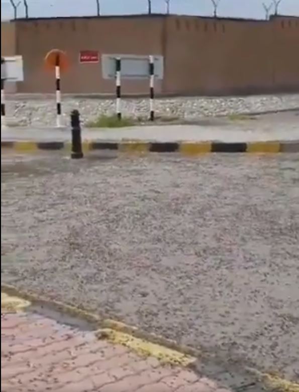 Dünya bu son dakika haberi ile çalkalanıyor! Çekirge istilasının ardından karınca istilası baş gösterdi