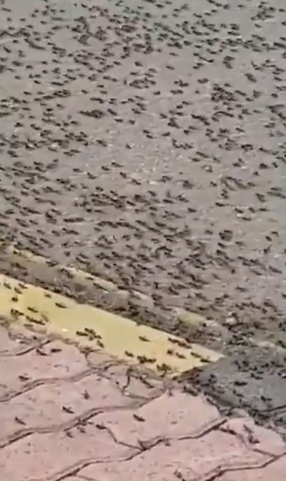 Son Dakika Haberi: Karınca istilasında korkutan görüntüler geldi! Çekirge istilası sonrası şimdi de yeni tehdit!