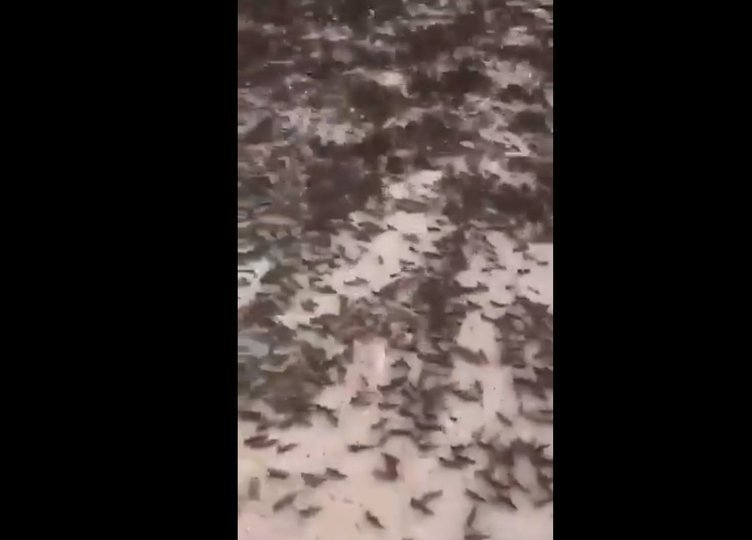 Son Dakika Haberi: Corona korkusu sürerken... Karınca istilasında dehşet verici görüntüler: Çekirge istilası sonrası yeni tehdit...