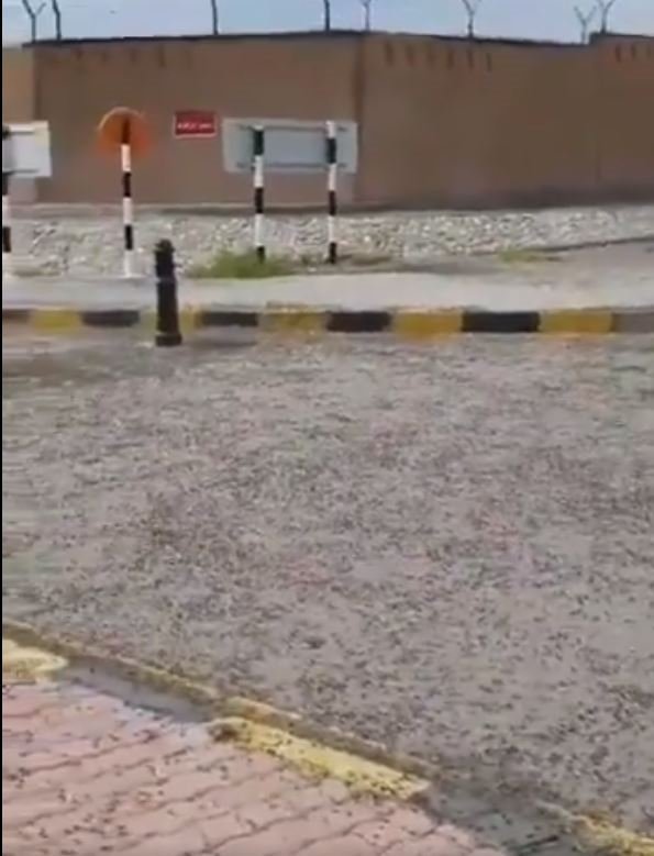 SON DAKİKA: Çekirge istilası hakkında dehşet verici açıklama! Corona virüsü sonrası çekirge ve karınca istilası...