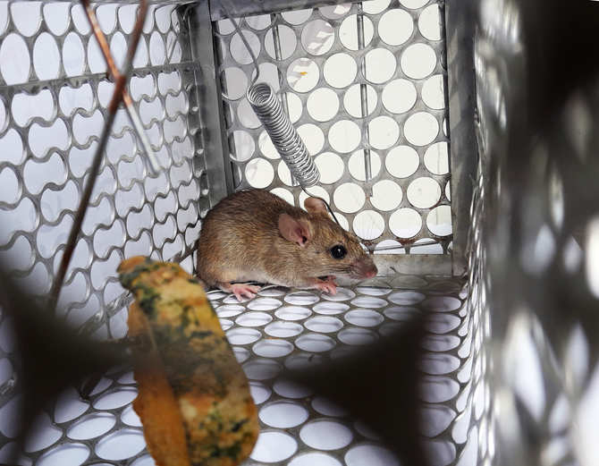 Hantavirüs nasıl bulaşır, belirtileri nelerdir? Covid-19 ile benzerlikleri var mı? İşte hanta virüs belirtilerinde yeni detaylar!