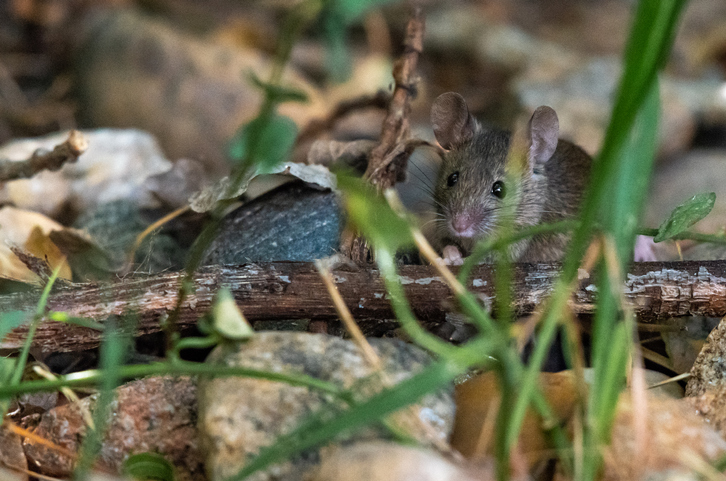 Hantavirüs nasıl bulaşır, belirtileri nelerdir? Covid-19 ile benzerlikleri var mı? İşte hanta virüs belirtilerinde yeni detaylar!
