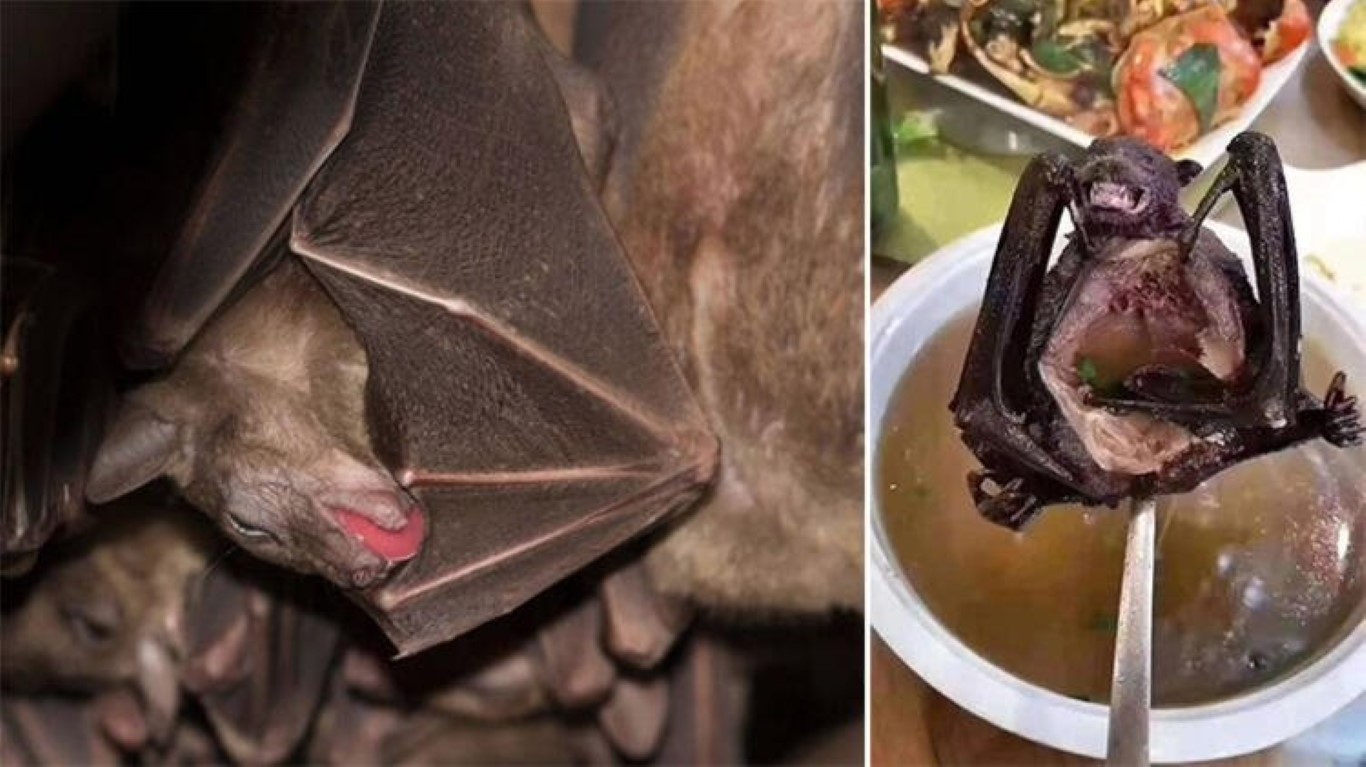 Son dakika haberi: Coronavirüs ile ilgili çarpıcı iddia! ABD ve Çin’in finanse ettiği deneyler…