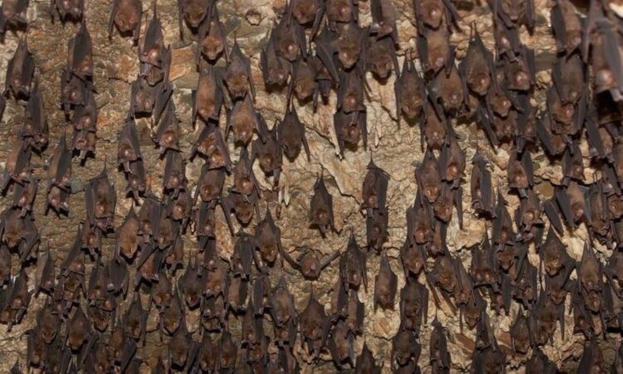 Son dakika haberi: Coronavirüs ile ilgili çarpıcı iddia! ABD ve Çin’in finanse ettiği deneyler…