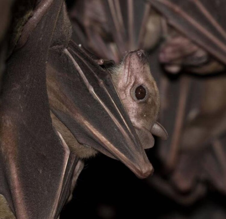 Son dakika haberi: Coronavirüs ile ilgili çarpıcı iddia! ABD ve Çin’in finanse ettiği deneyler…