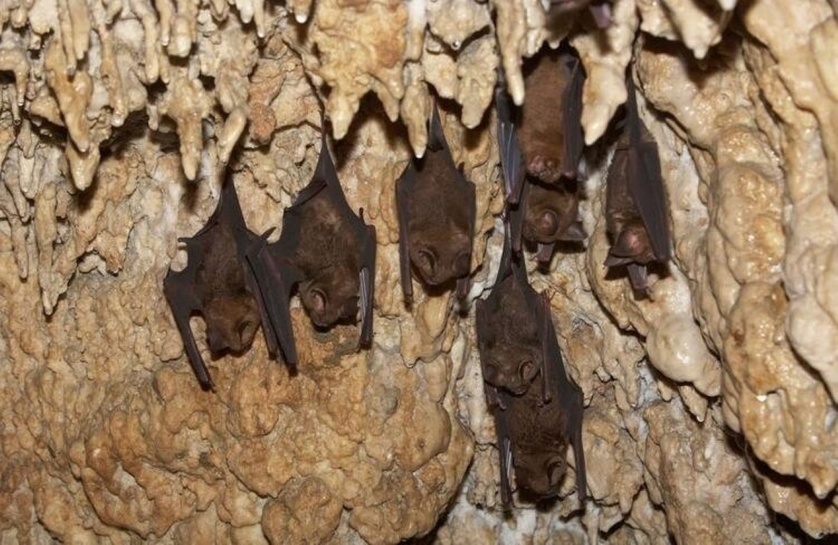 Son dakika haberi: Coronavirüs ile ilgili çarpıcı iddia! ABD ve Çin’in finanse ettiği deneyler…