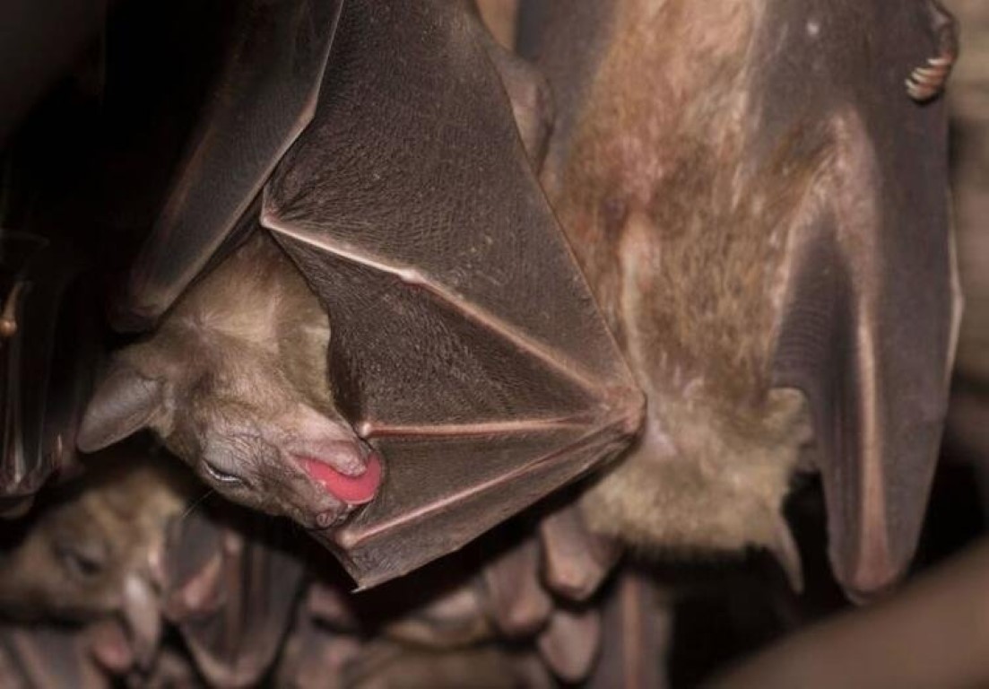 Son dakika haberi: Coronavirüs ile ilgili çarpıcı iddia! ABD ve Çin’in finanse ettiği deneyler…