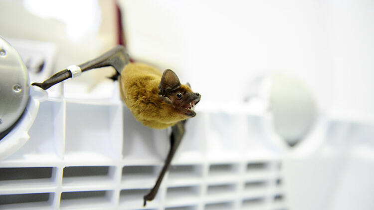 Son dakika haberi: Corona virüs ile ilgili şoke eden iddia! Coronavirüsü çözen bilim insanı susturuldu mu?