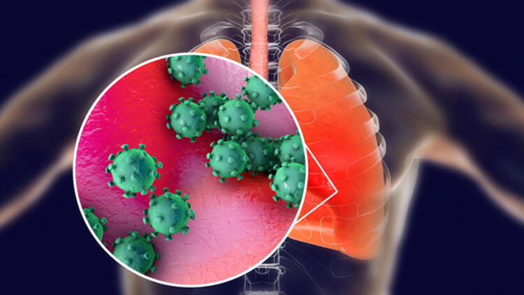 SON DAKİKA: Bilim insanlarından corona virüsüyle ilgili flaş açıklama geldi! Koronavirüs işte bu hücreleri hedef alıp saldırıyor…