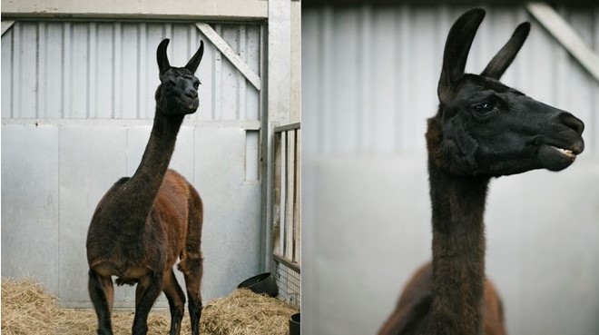 Corona virüsü tedavisi son dakika haberi: Lamalar koronavirüs tedavisinde kullanılacak! Corona virüs tedavisinde yeni umut