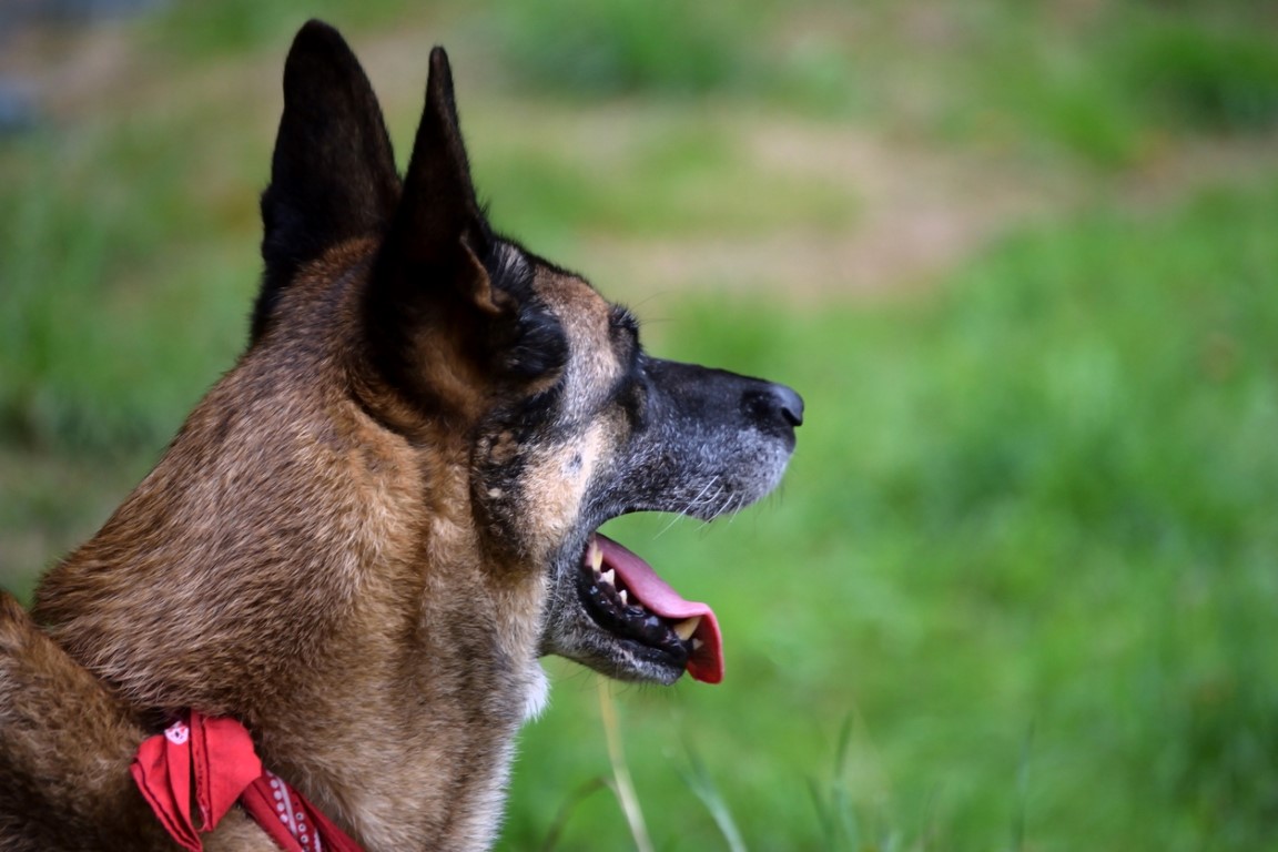 Son dakika haberi: Fransa’dan çarpıcı coronavirüs araştırması! Covid-19 hastalarını tespit edebiliyorlar