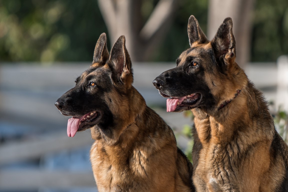 Son dakika haberi: Fransa’dan çarpıcı coronavirüs araştırması! Covid-19 hastalarını tespit edebiliyorlar