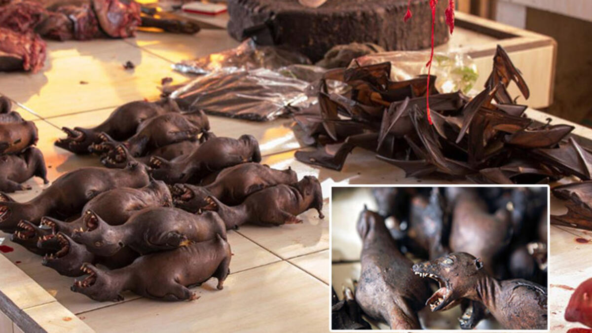 SON DAKİKA - Corona virüsü ikinci dalga paniğinde Somon Balığı iddiası... Çin corona salgınında başa mı dönüyor?