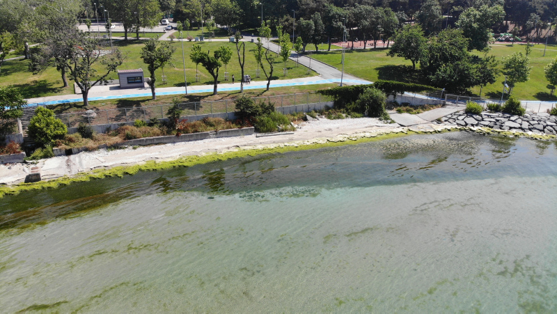 İstanbul’un gözde plajında çirkin görüntü! Kötü koku ve yosunlar her yeri sardı...