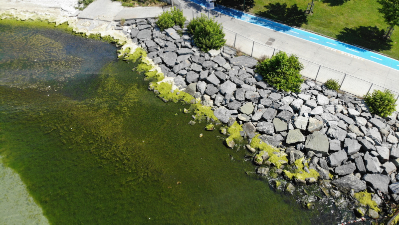 İstanbul’un gözde plajında çirkin görüntü! Kötü koku ve yosunlar her yeri sardı...