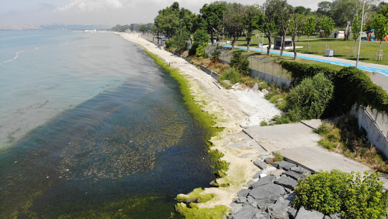 İstanbul’un gözde plajında çirkin görüntü! Kötü koku ve yosunlar her yeri sardı...