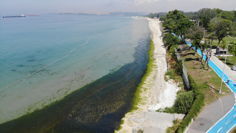 İstanbul’un gözde plajında çirkin görüntü! Kötü koku ve yosunlar her yeri sardı...