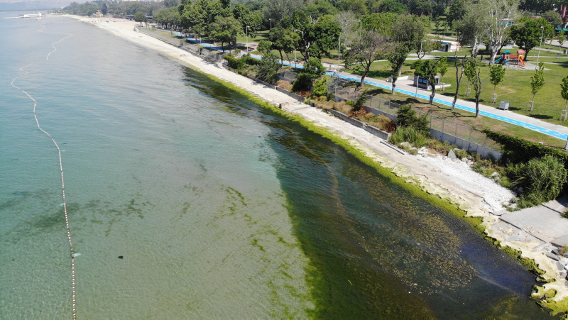 İstanbul’un gözde plajında çirkin görüntü! Kötü koku ve yosunlar her yeri sardı...