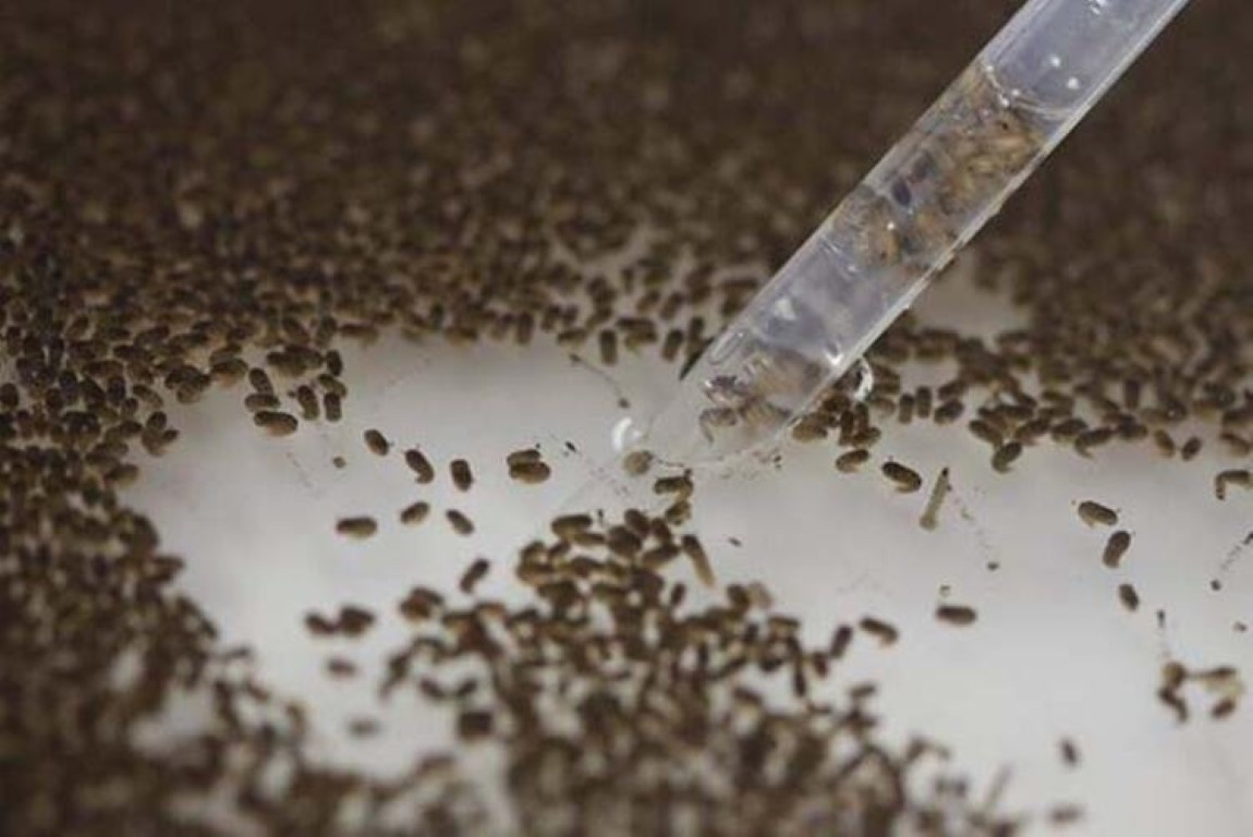 Dang Humması kabusu! Endonezya’da 60 binin üzerinde vaka tespit edildi! Halka uyarı...