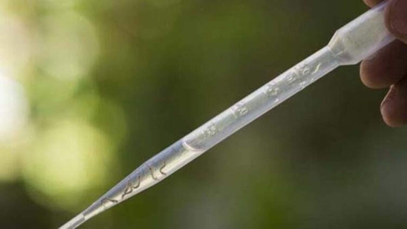 Dang Humması kabusu! Endonezya’da 60 binin üzerinde vaka tespit edildi! Halka uyarı...